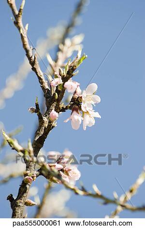Almond tree in flower, close-up of branch View Large Photo Image Stock Image - Almond tree in flower, close-up of branch. Fotosearch