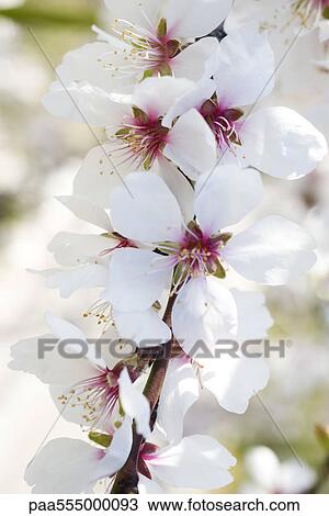 Stock Image - Almond tree in flower, close-up of flowering branch. Fotosearch