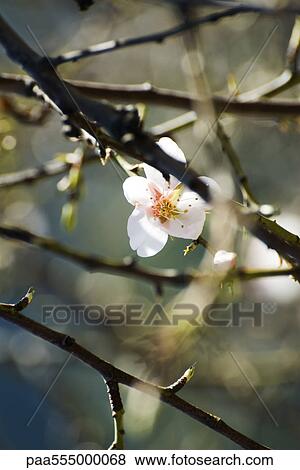 Stock Photo - Almond tree in flower, close-up of branches. Fotosearch