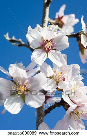 Almond tree in flower, close-up of flowers View Large Photo Image Stock Photo - Almond tree in flower, close-up of flowers. Fotosearch