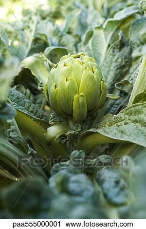 Artichoke growing in garden View Large Photo Image Stock Image - Artichoke growing in garden. Fotosearch