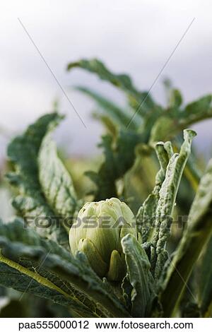 Artichoke growing in garden View Large Photo Image Stock Image - Artichoke growing in garden. Fotosearch