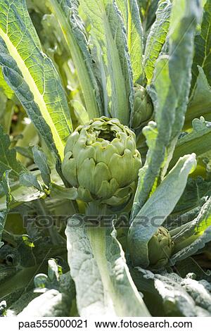 Stock Image - Artichoke growing in garden. Fotosearch
