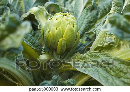 Artichoke growing in garden View Large Photo Image Stock Image - Artichoke growing in garden. Fotosearch