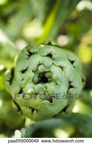 Stock Photo - Artichoke growing in garden. Fotosearch