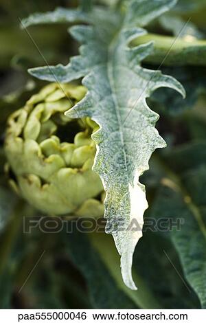 Stock Photograph - Artichoke growing in garden. Fotosearch