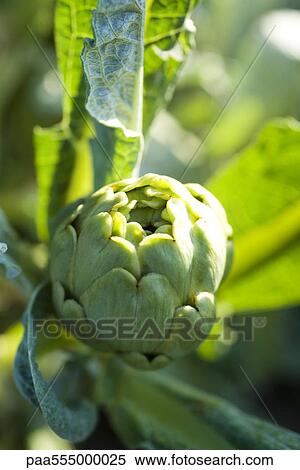 Stock Photography - Artichoke growing in garden. Fotosearch