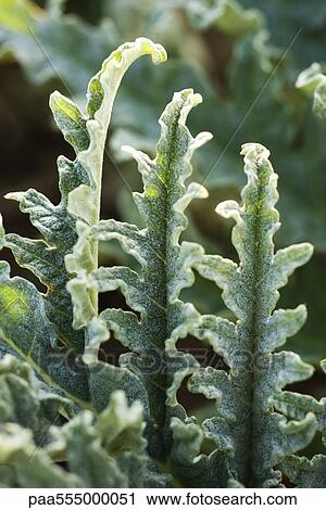 Artichoke leaves, close-up View Large Photo Image Stock Image - Artichoke leaves, close-up. Fotosearch