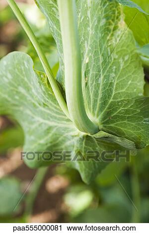 Stock Image - Baby pea plant, close-up. Fotosearch