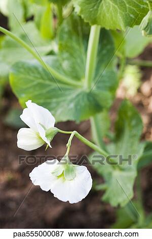 Stock Photo - Baby pea plant, close-up. Fotosearch