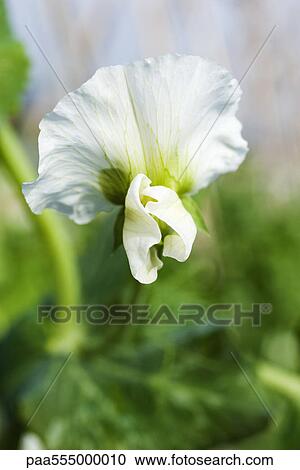 Baby pea plant in flower, close-up View Large Photo Image Stock Image - Baby pea plant in flower, close-up. Fotosearch