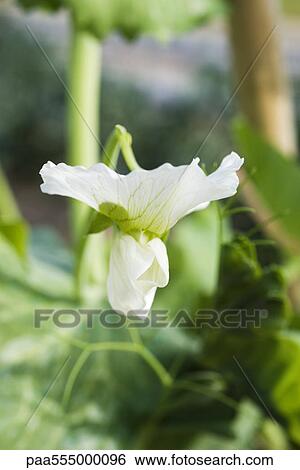 Stock Photograph - Baby pea plant in flower, close-up. Fotosearch