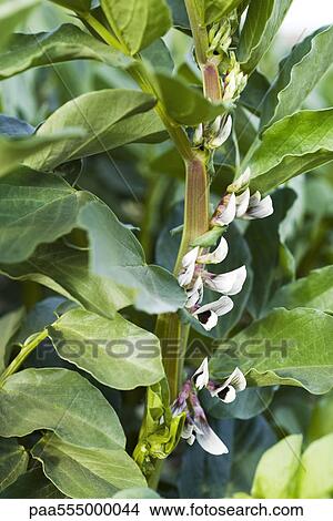Picture - Broad bean plant, close-up. Fotosearch