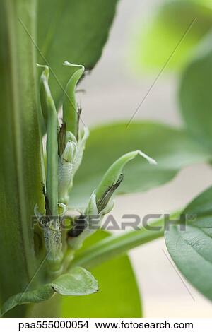 Picture - Broad bean plant, close-up. Fotosearch