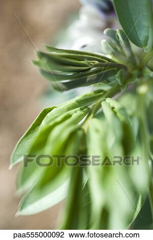 Stock Image - Broad bean plant, close-up. Fotosearch