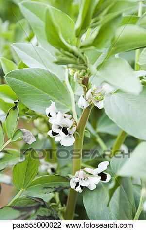 Stock Image - Broad bean plant flowering in vegetable garden. Fotosearch