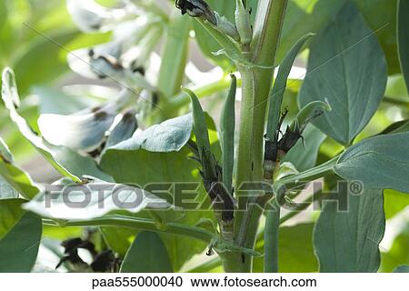 Broad bean plant View Large Photo Image Stock Image - Broad bean plant. Fotosearch