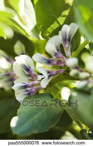 Stock Photograph - Broad bean (Vicia faba) plants in flower, close-up. Fotosearch