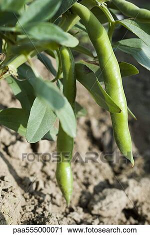 Stock Image - Broad beans growing in vegetable garden, close-up. Fotosearch