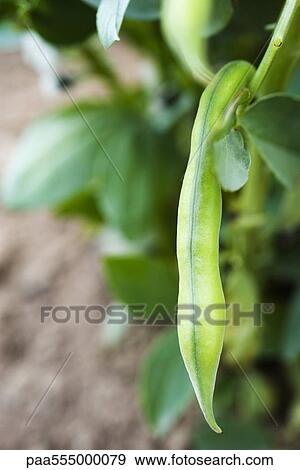 Stock Photo - Broad beans growing in vegetable garden, close-up. Fotosearch
