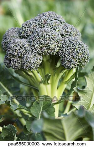 Broccoli growing in vegetable garden View Large Photo Image Stock Image - Broccoli growing in vegetable garden. Fotosearch