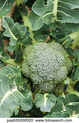 Stock Image - Broccoli growing in vegetable garden. Fotosearch