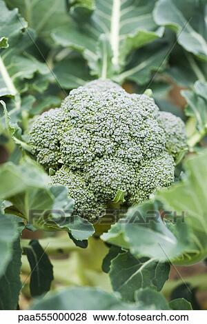 Broccoli growing in vegetable garden View Large Photo Image Stock Photo - Broccoli growing in vegetable garden. Fotosearch
