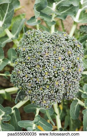 Broccoli growing in vegetable garden View Large Photo Image Stock Photography - Broccoli growing in vegetable garden. Fotosearch