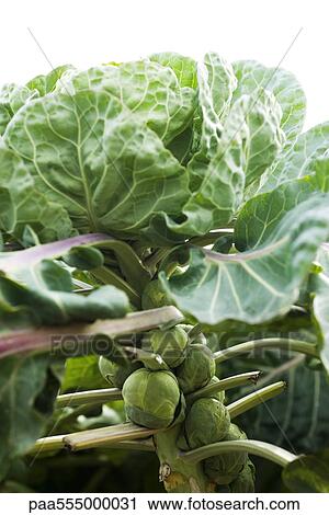 Brussels sprouts growing in vegetable garden View Large Photo Image Stock Image - Brussels sprouts growing in vegetable garden. Fotosearch