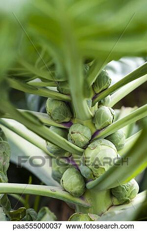 Brussels sprouts growing in vegetable garden View Large Photo Image Stock Photo - Brussels sprouts growing in vegetable garden. Fotosearch