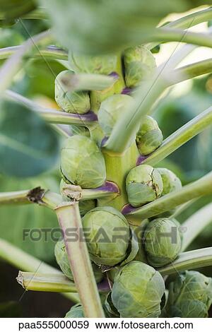 Brussels sprouts growing in vegetable garden View Large Photo Image Stock Photo - Brussels sprouts growing in vegetable garden. Fotosearch