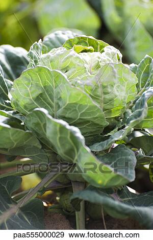 Stock Photo - Brussels sprouts plant growing in vegetable garden. Fotosearch