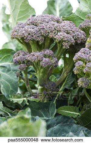 Cabbage flower growing in vegetable garden View Large Photo Image Stock Photo - Cabbage flower growing in vegetable garden. Fotosearch