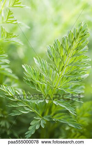Carrot greens in vegetable garden View Large Photo Image Stock Photo - Carrot greens in vegetable garden. Fotosearch