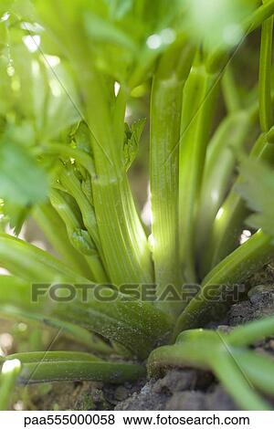 Stock Photo - Celery plant, close-up of stalks. Fotosearch