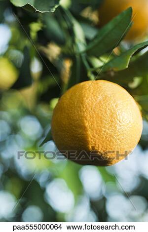 Clementine growing on tree, close-up View Large Photo Image Picture - Clementine growing on tree, close-up. Fotosearch