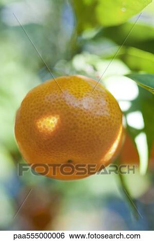 Clementine growing on tree, close-up View Large Photo Image Stock Photograph - Clementine growing on tree, close-up. Fotosearch
