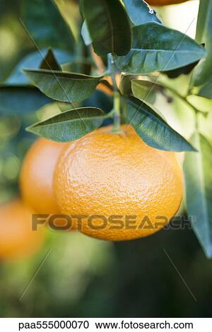 Clementines growing on tree, close-up View Large Photo Image Stock Image - Clementines growing on tree, close-up. Fotosearch