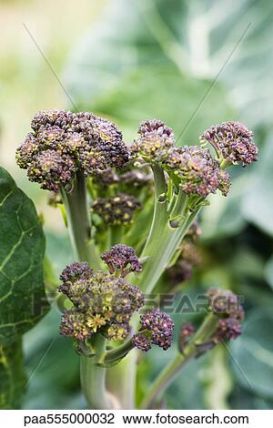 Flowering cabbage plant View Large Photo Image Stock Image - Flowering cabbage plant. Fotosearch