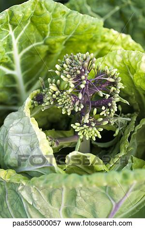 Flowering cabbage plant View Large Photo Image Stock Photo - Flowering cabbage plant. Fotosearch
