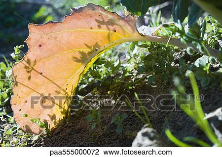 Leaf turning from green to orange and red in vegetable garden View Large Photo Image Stock Image - Leaf turning from green to orange and red in vegetable garden. Fotosearch