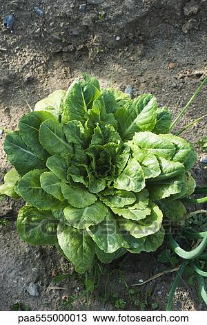 Leaf vegetable growing in garden View Large Photo Image Stock Image - Leaf vegetable growing in garden. Fotosearch