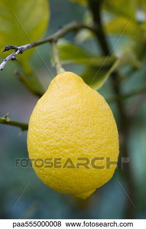 Lemon growing on tree, close-up View Large Photo Image Stock Photo - Lemon growing on tree, close-up. Fotosearch
