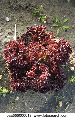 Lollo rosso lettuce growing in vegetable garden View Large Photo Image Stock Photo - Lollo rosso lettuce growing in vegetable garden. Fotosearch