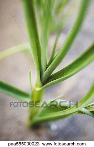 Onion growing in vegetable garden, close-up of stalk View Large Photo Image Stock Image - Onion growing in vegetable garden, close-up of stalk. Fotosearch