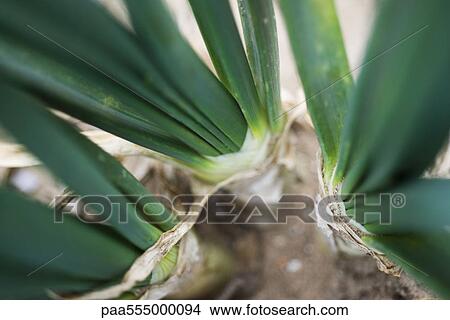 Picture - Onions growing in vegetable garden, close-up. Fotosearch