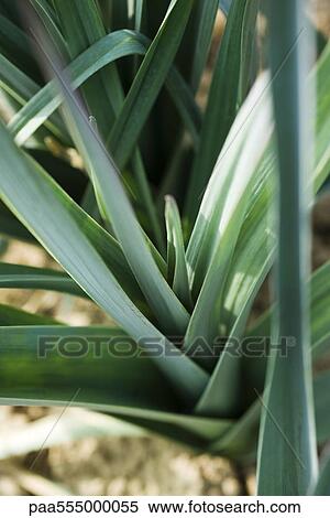 Onions growing in vegetable garden, close-up View Large Photo Image Stock Photography - Onions growing in vegetable garden, close-up. Fotosearch