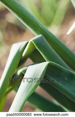 Stock Image - Onions stalks growing in vegetable garden, close-up. Fotosearch