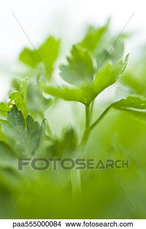 Parsley growing in vegetable garden, close-up View Large Photo Image Picture - Parsley growing in vegetable garden, close-up. Fotosearch