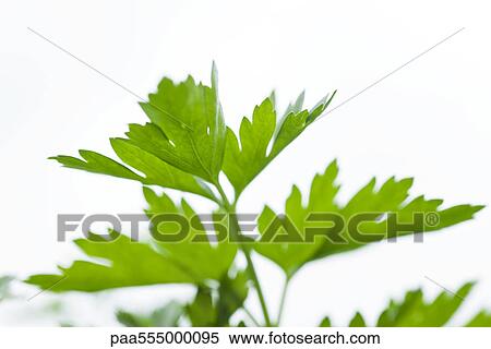Stock Photography - Parsley growing in vegetable garden, close-up. Fotosearch